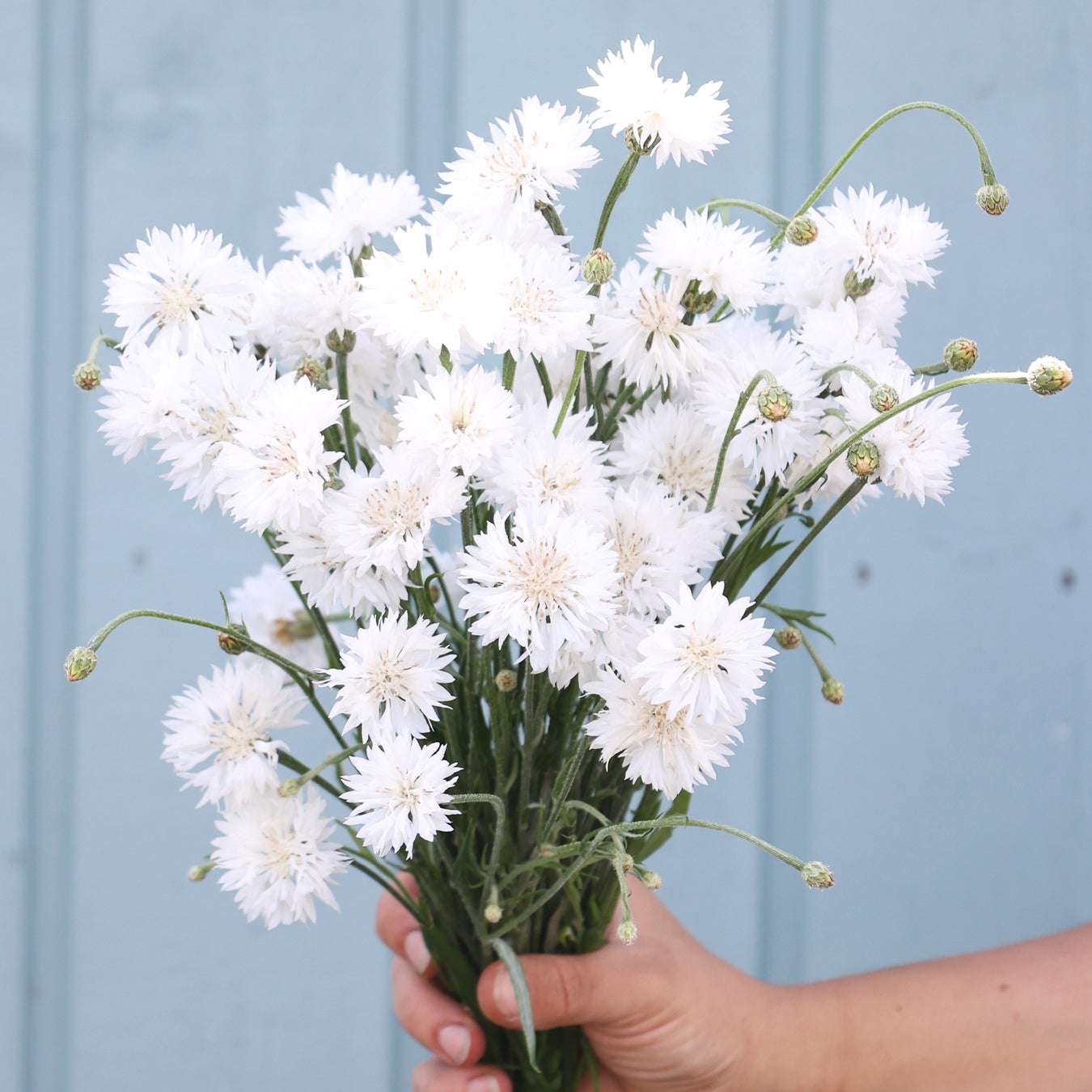 Cornflower - Centaurea cyanus 'White Ball'
