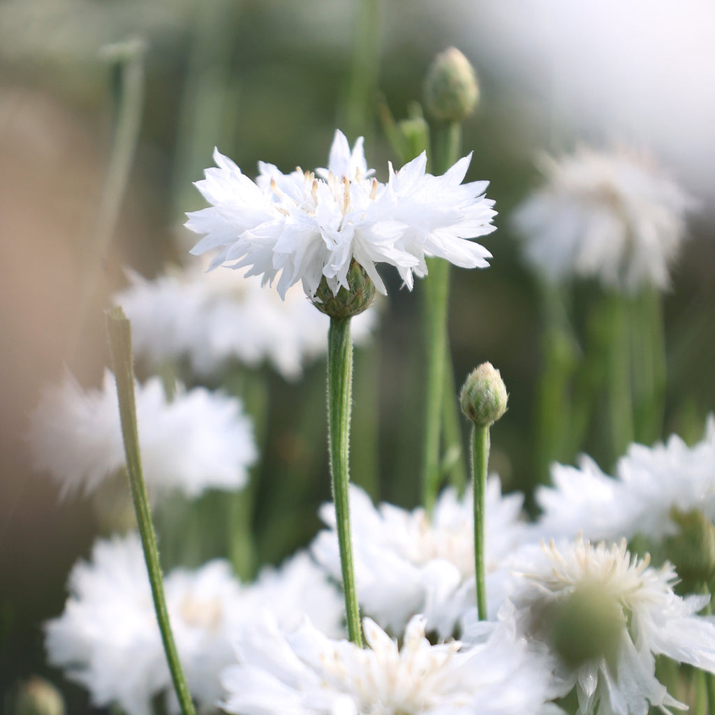 Kornblume - Centaurea cyanus 'White Ball'