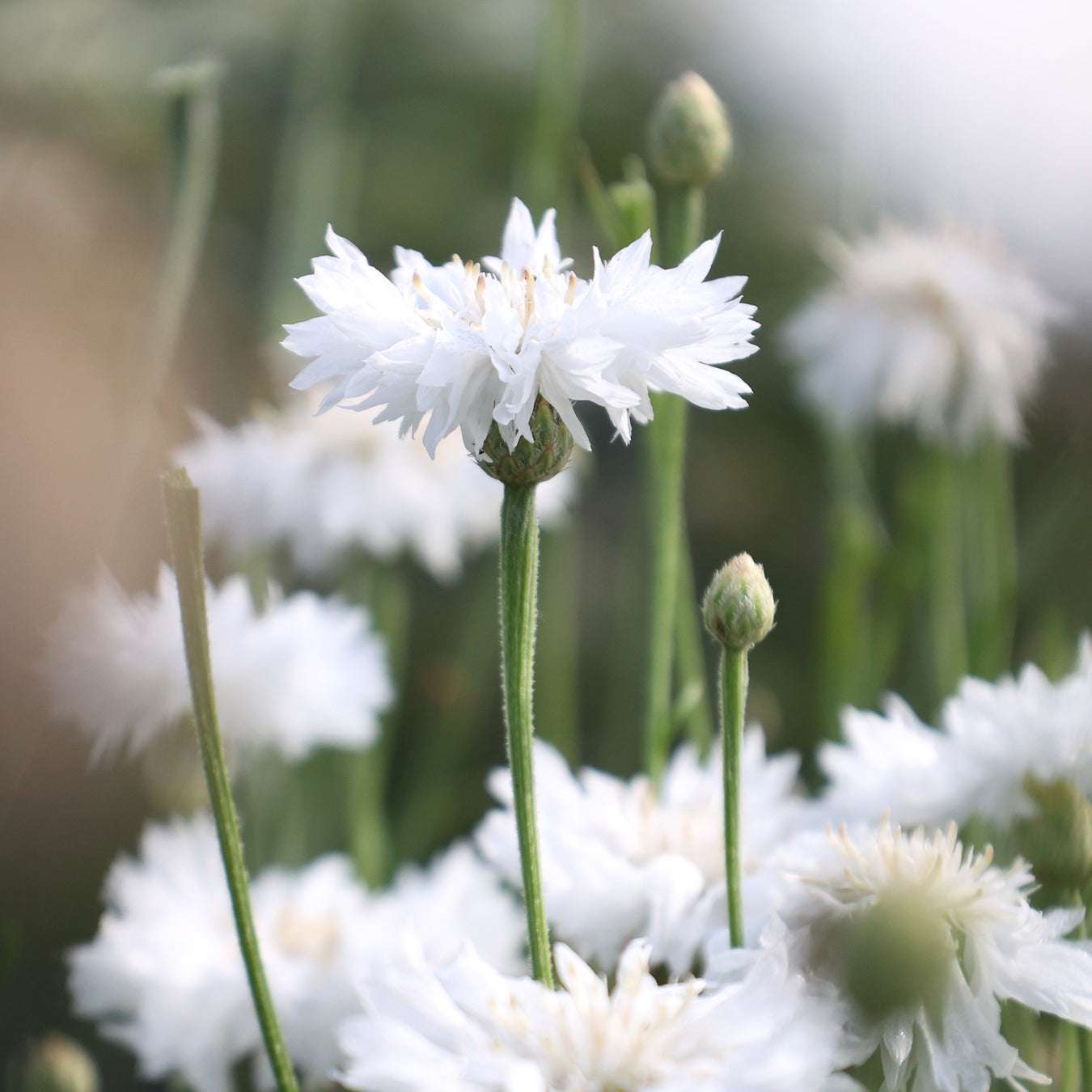 Cornflower - Centaurea cyanus 'White Ball'