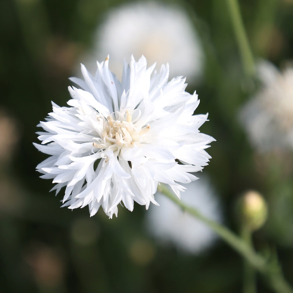 Kornblume - Centaurea cyanus 'White Ball'