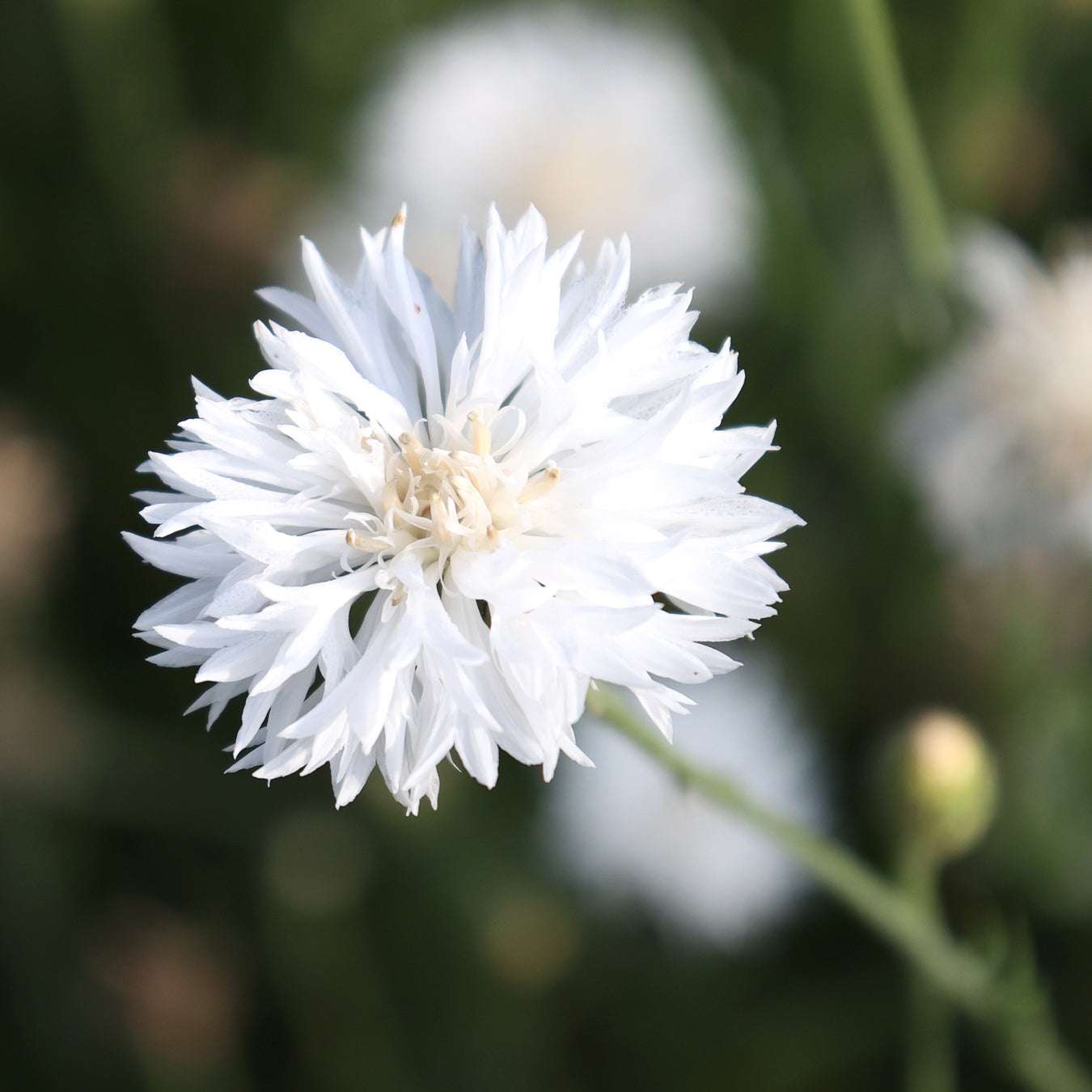 Cornflower - Centaurea cyanus 'White Ball'