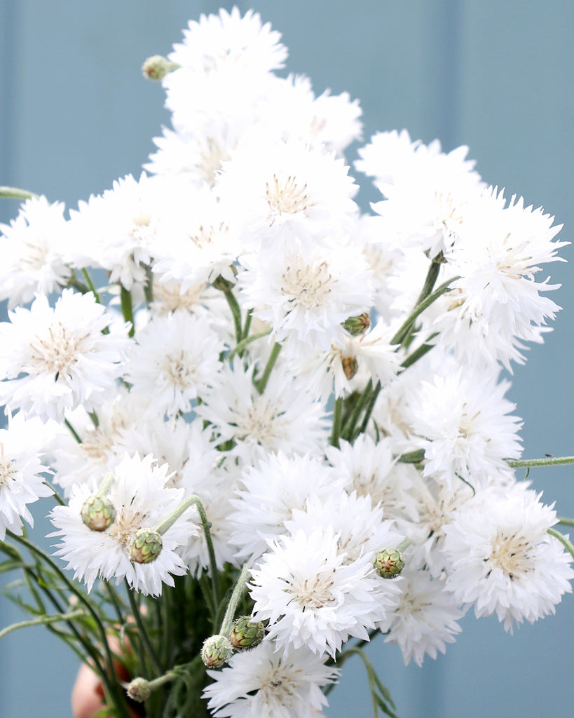 Cornflower - Centaurea cyanus 'White Ball'