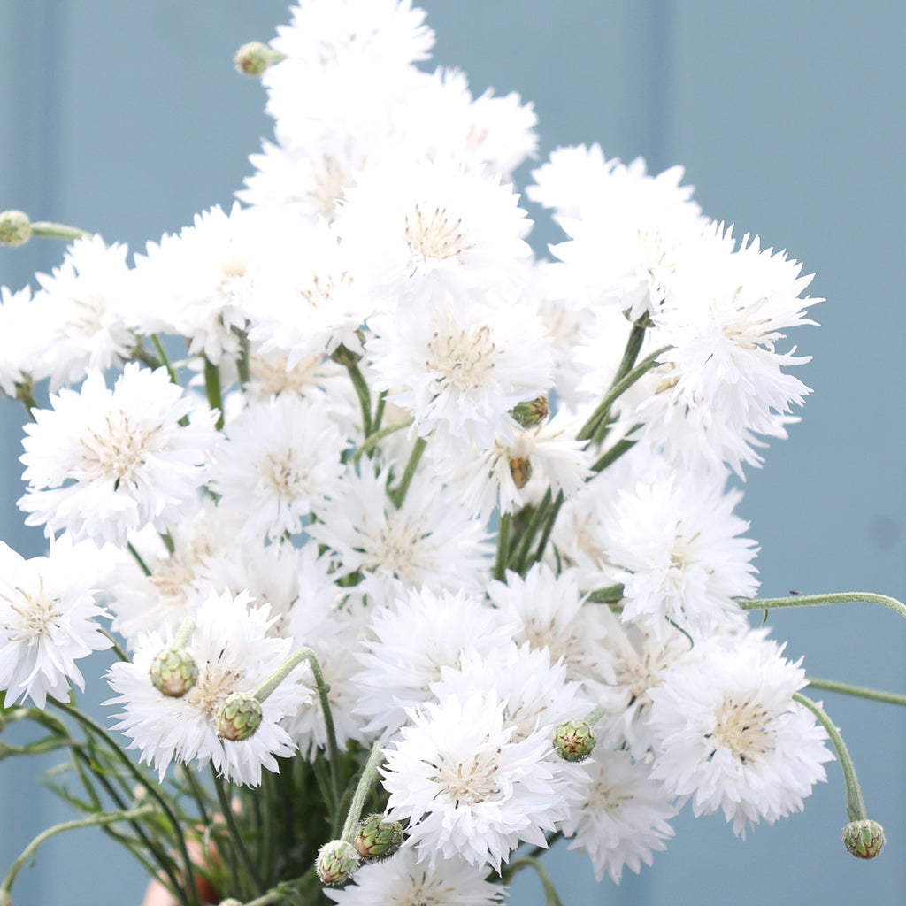 Kornblume - Centaurea cyanus 'White Ball'