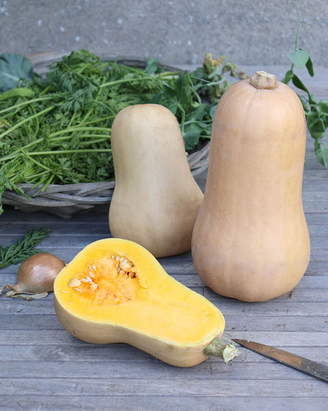Buy 'Butternut Waltham' pumpkin – Gartenzauber
