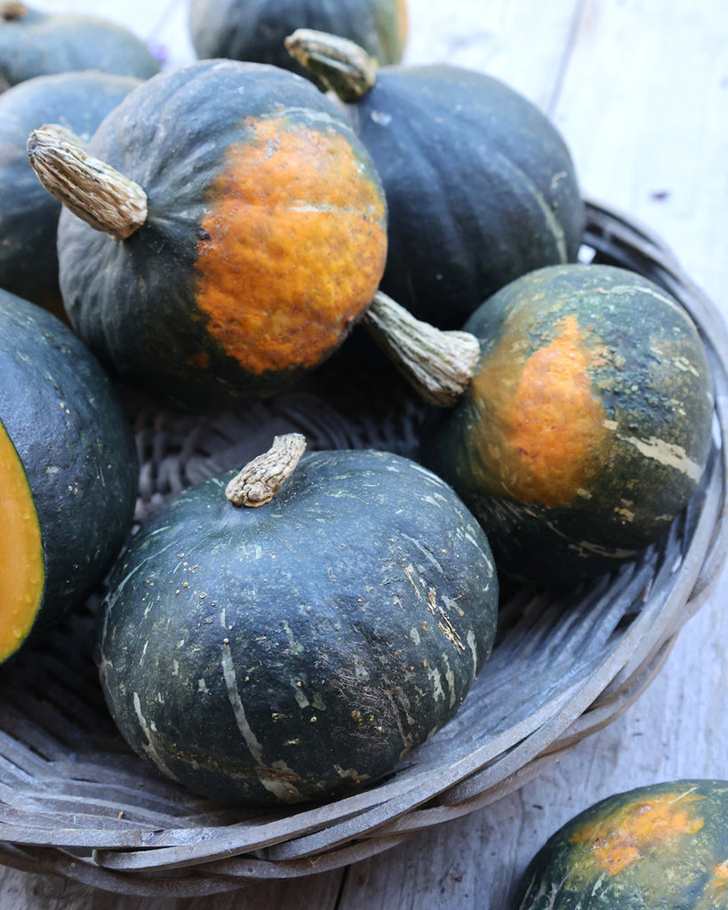Pumpkin 'Green Hokkaido' - Cucurbita maxima