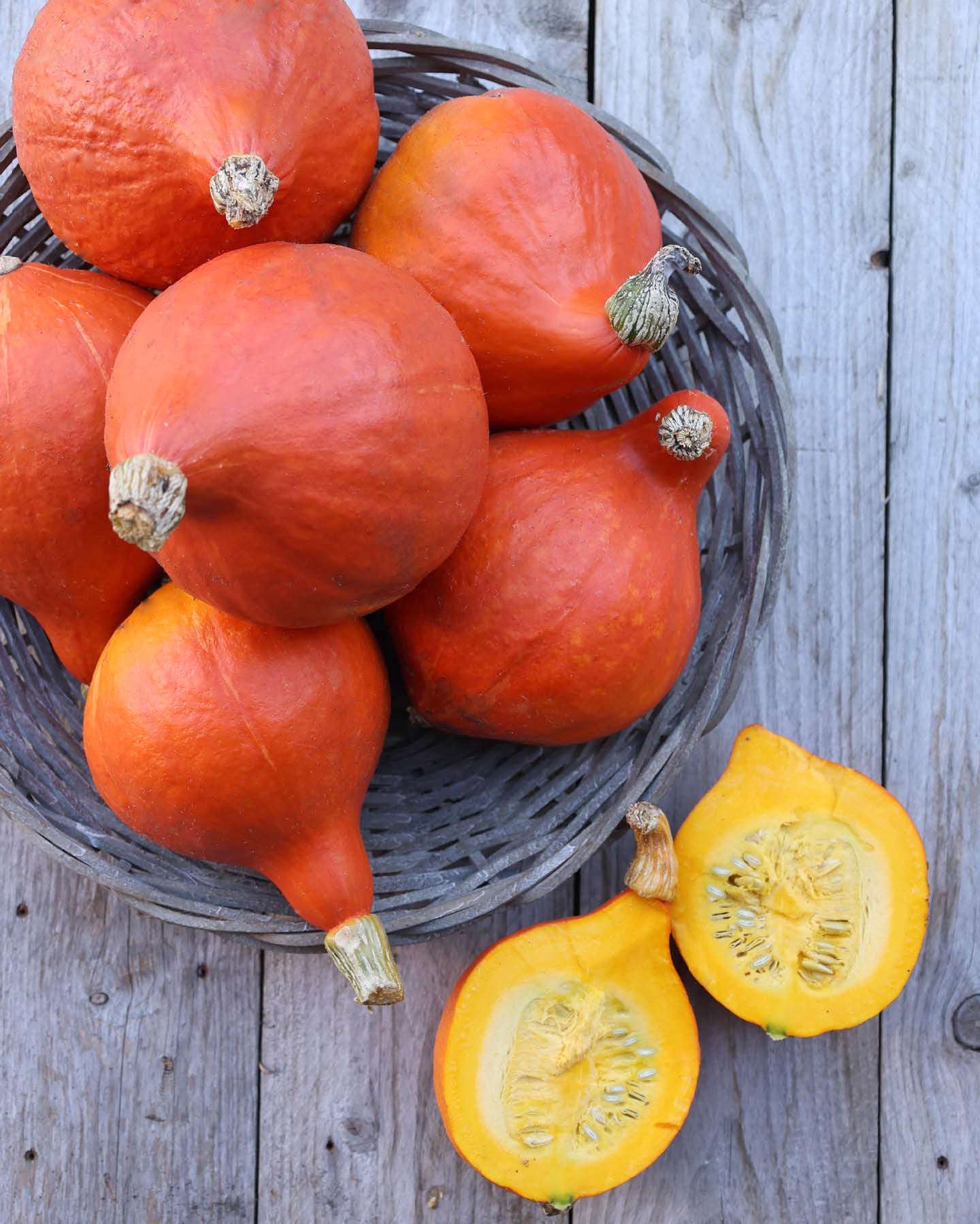 Kürbis · 'Red Kuri' · BIO · Cucurbita maxima · Saatgut von Gartenzauber