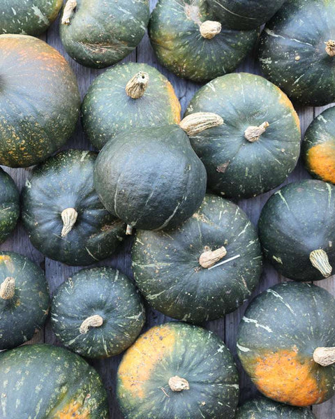 Krbis 'Green Hokkaido' Saatgut online bestellen | Gartenzauber