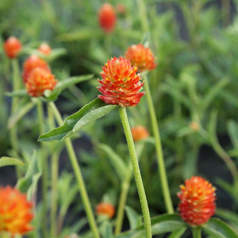 Bluehende Pflanze Kugelamarant - Gomphrena haageana 'QIS Carmine' aus der Gartenzauber-Saatgutserie