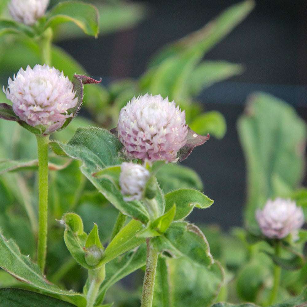Bluehende Pflanze Kugelamarant - Gomphrena globosa 'QIS Pink' aus der Gartenzauber-Saatgutserie