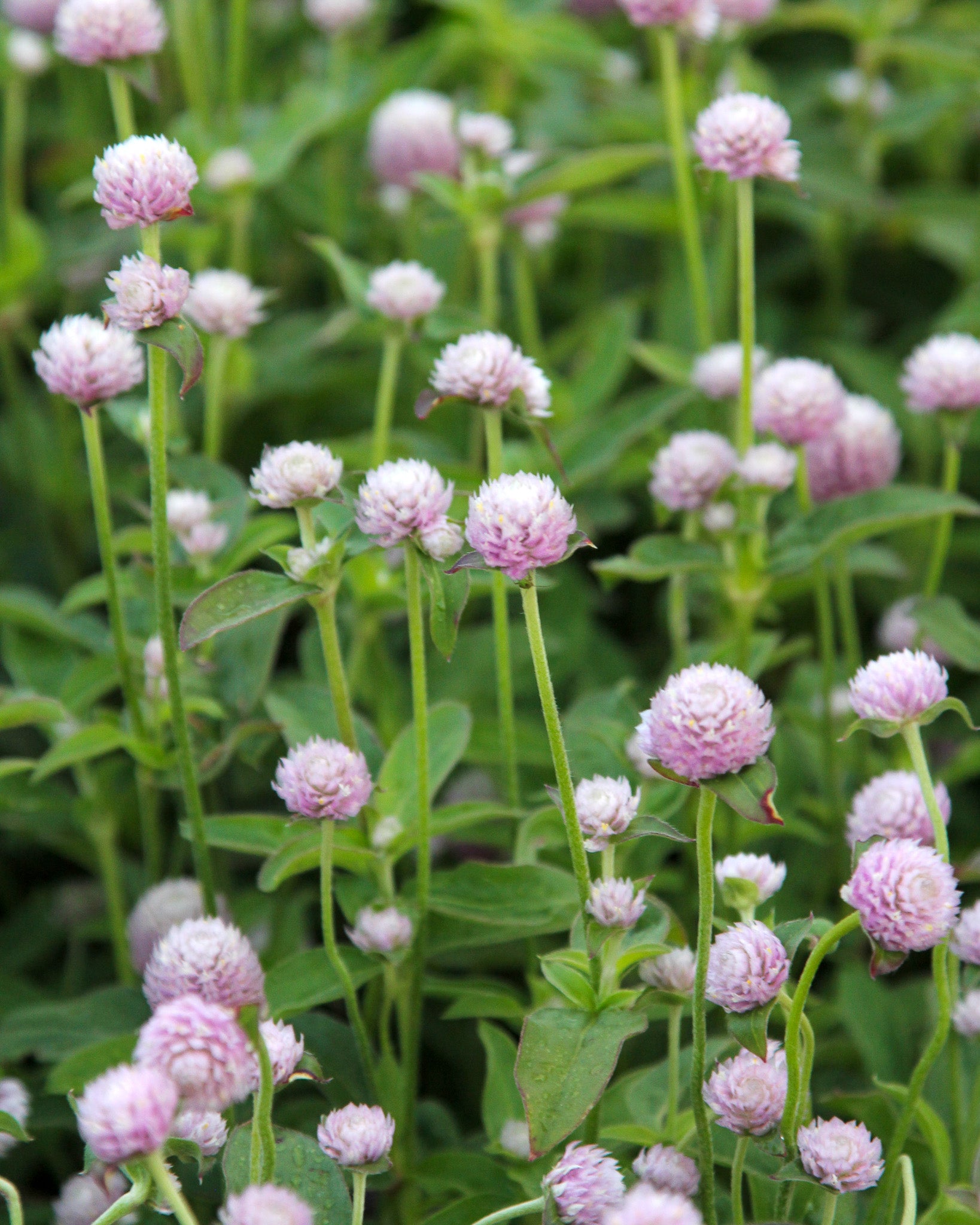 Kugelige, pinkfarbene Blüten des Kugelamarants ‚QIS Pink‘, besonders haltbar nach dem Trocknen.