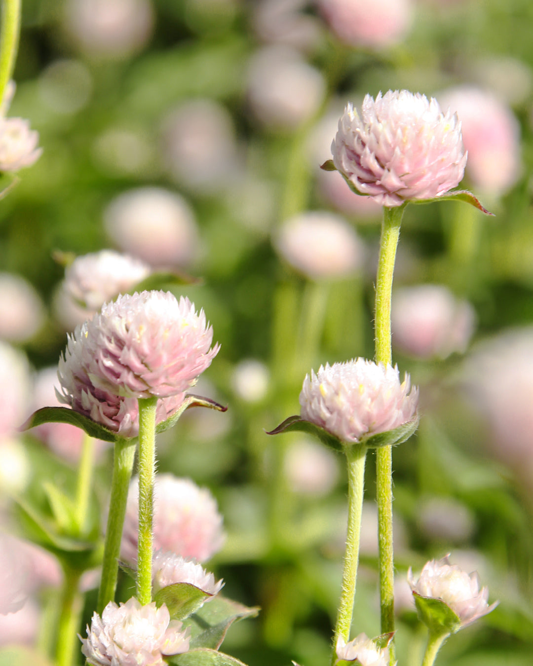 Bluehende Pflanze Kugelamarant - Gomphrena globosa 'QIS Pink' aus der Gartenzauber-Saatgutserie