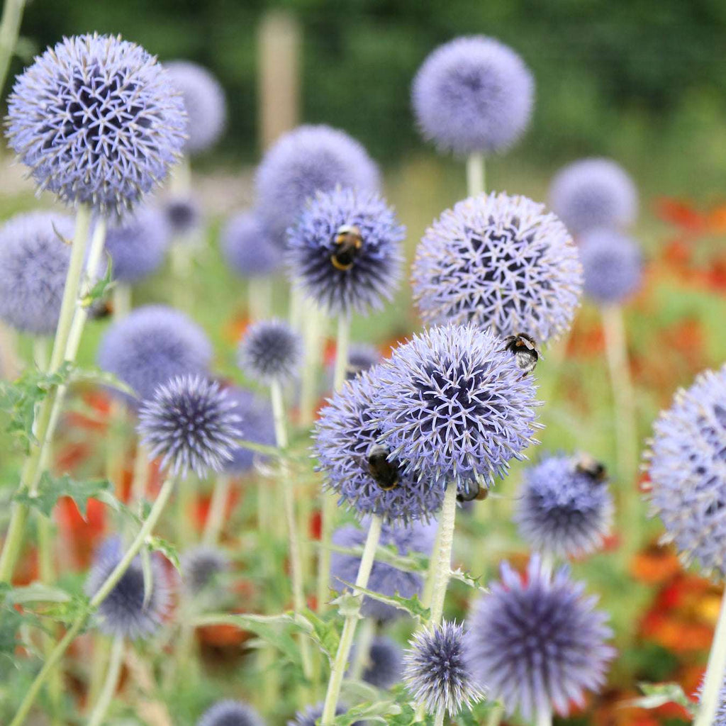 Bluehende Pflanze Kugeldistel 'Veicht`s Blue' Echinops ritro aus der Gartenzauber-Saatgutserie