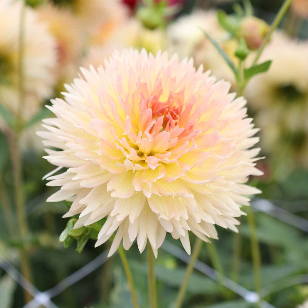 Dahlie Lakeview Peach Fuzz - LPF