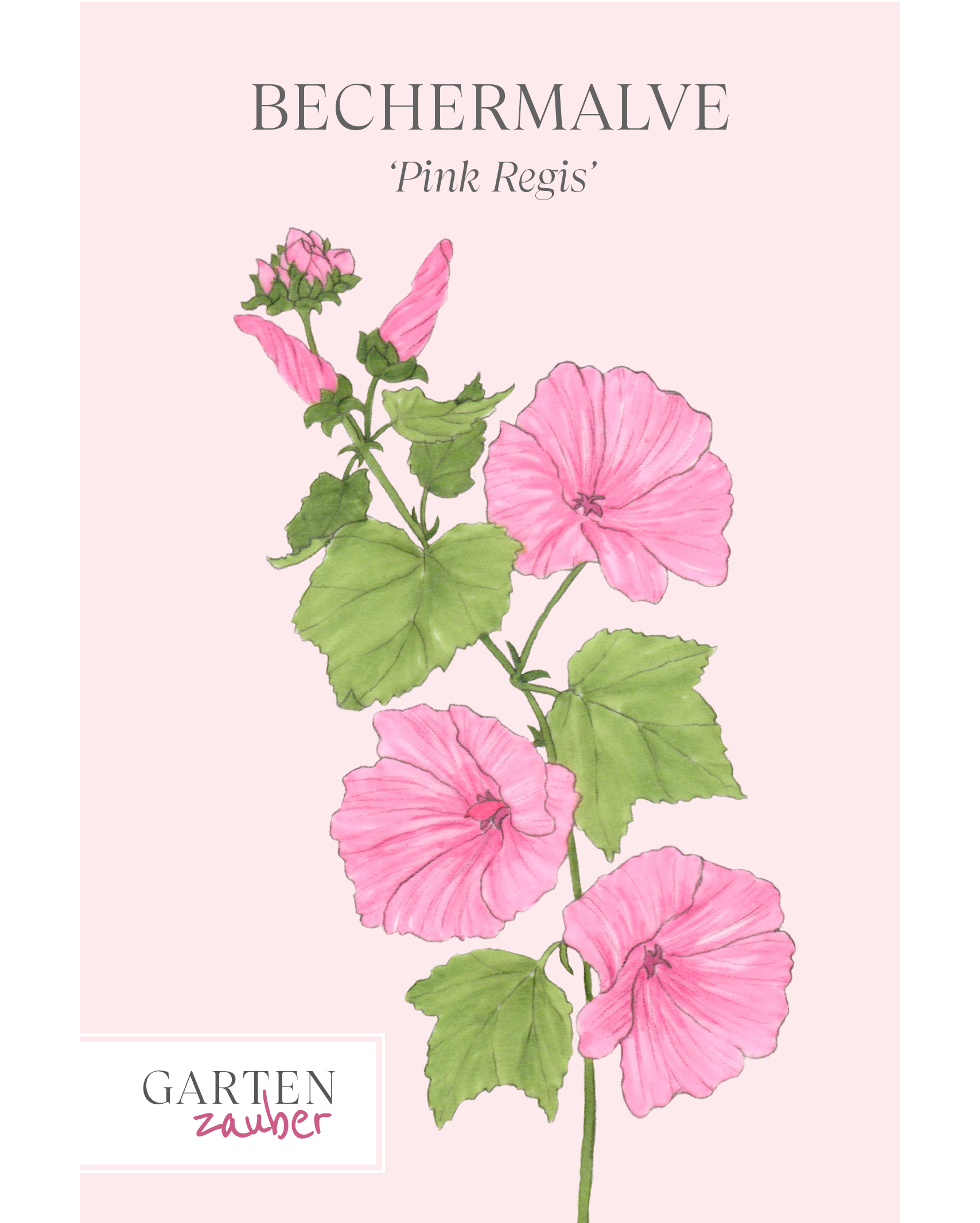 Vorderansicht Saatguttüte Bechermalve Pink Regis