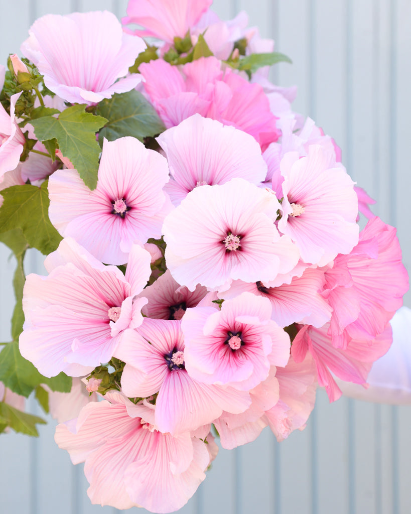 Nahaufnahme Strauß der Bechermalve Pink Regis