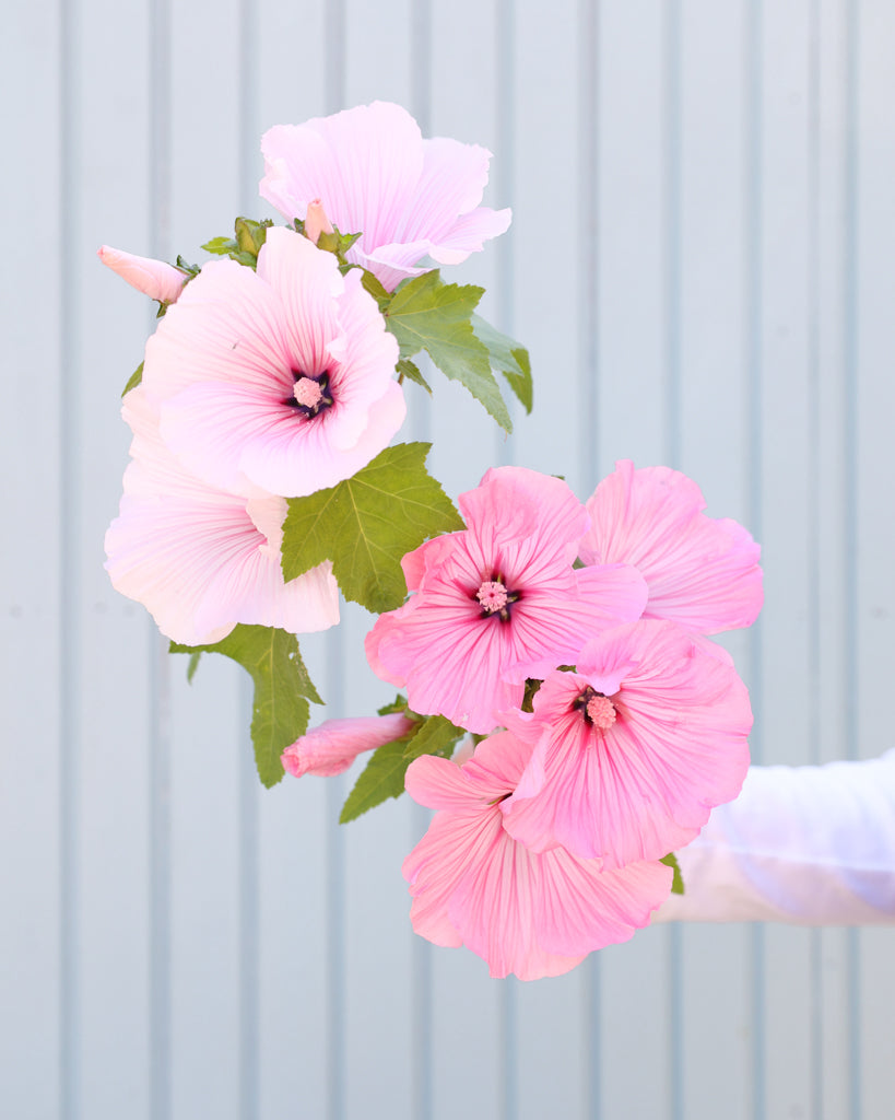 Nahaufnahme Blüten der Bechermalve Pink Regis
