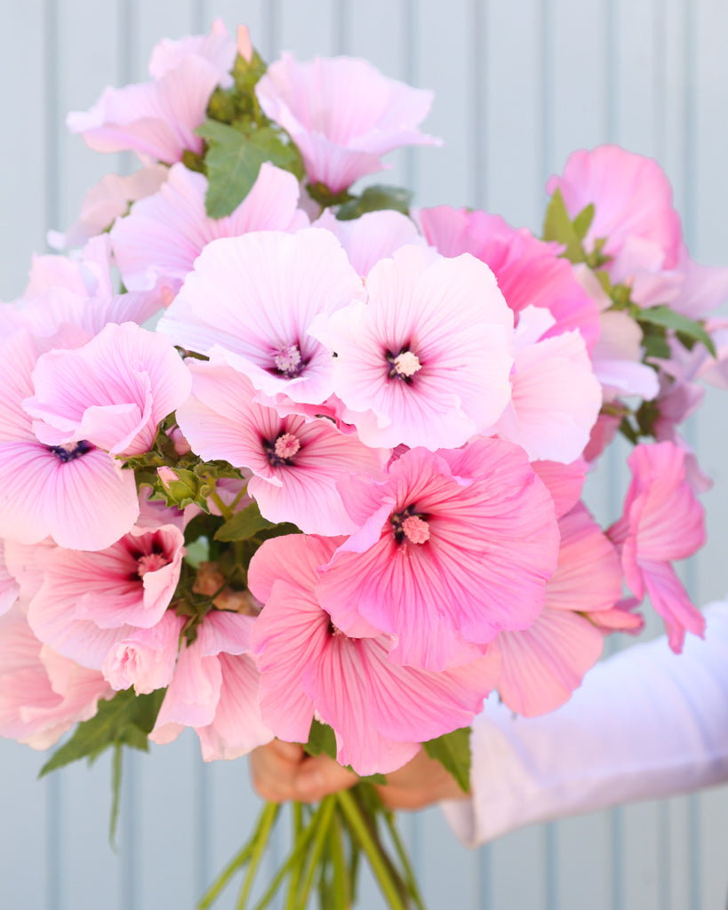 Nahaufnahme Strauß der Becheralve Pink Regis