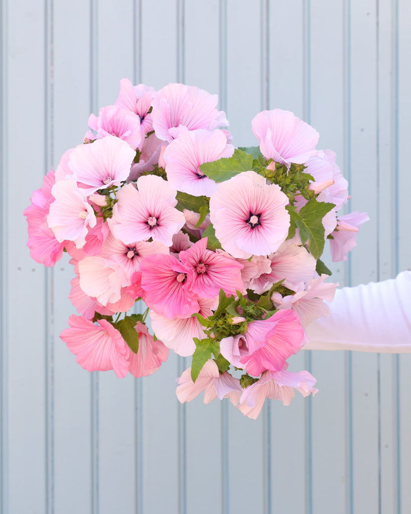 Strauß der Bechermalve Pink Regis gehalten in der Hand.