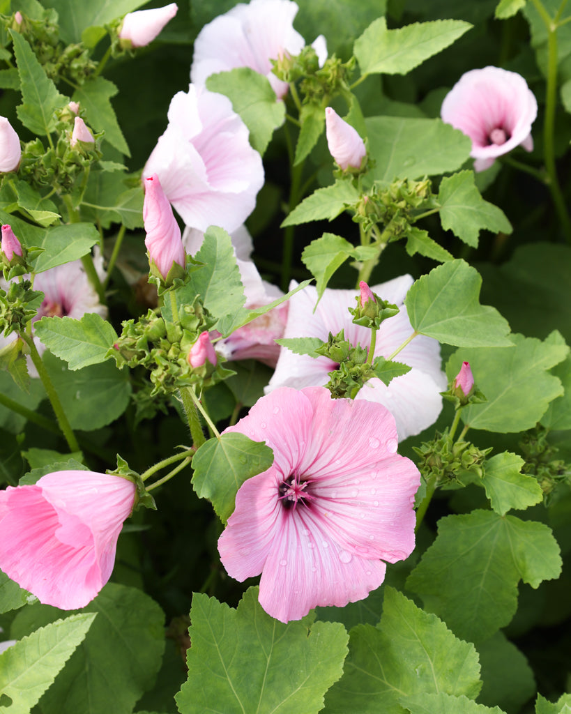 Blühende Pflanze der Bechermalve Pink Regis.