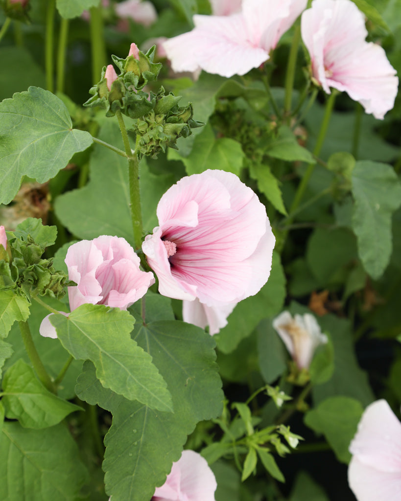 Blühende Pflanze der Bechermalve Pink Regis.