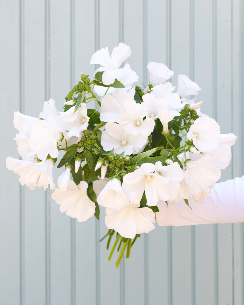 Strauß der Bechermalve White Regis in der Hand gehalten.