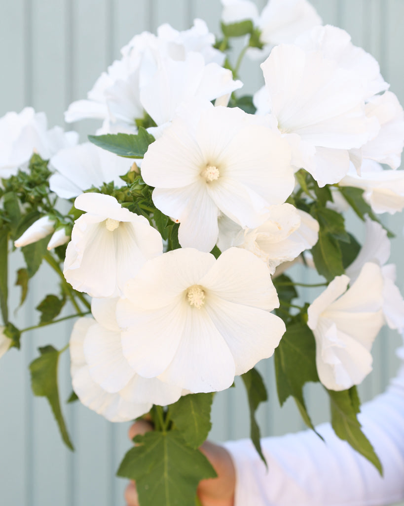 Nahaufnahme Strauß der Bechermalve White Regis in der Hand gehalten.