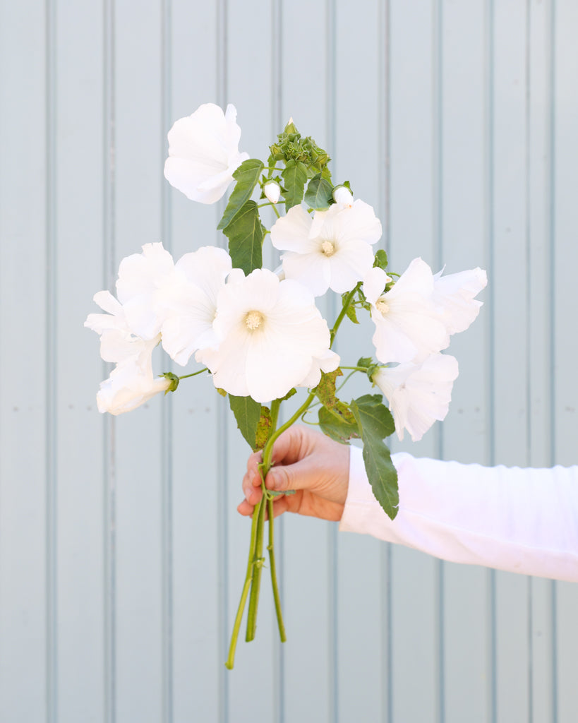 Kleiner Strauß der Bechermalve White Regis gehalten in einer Hand.