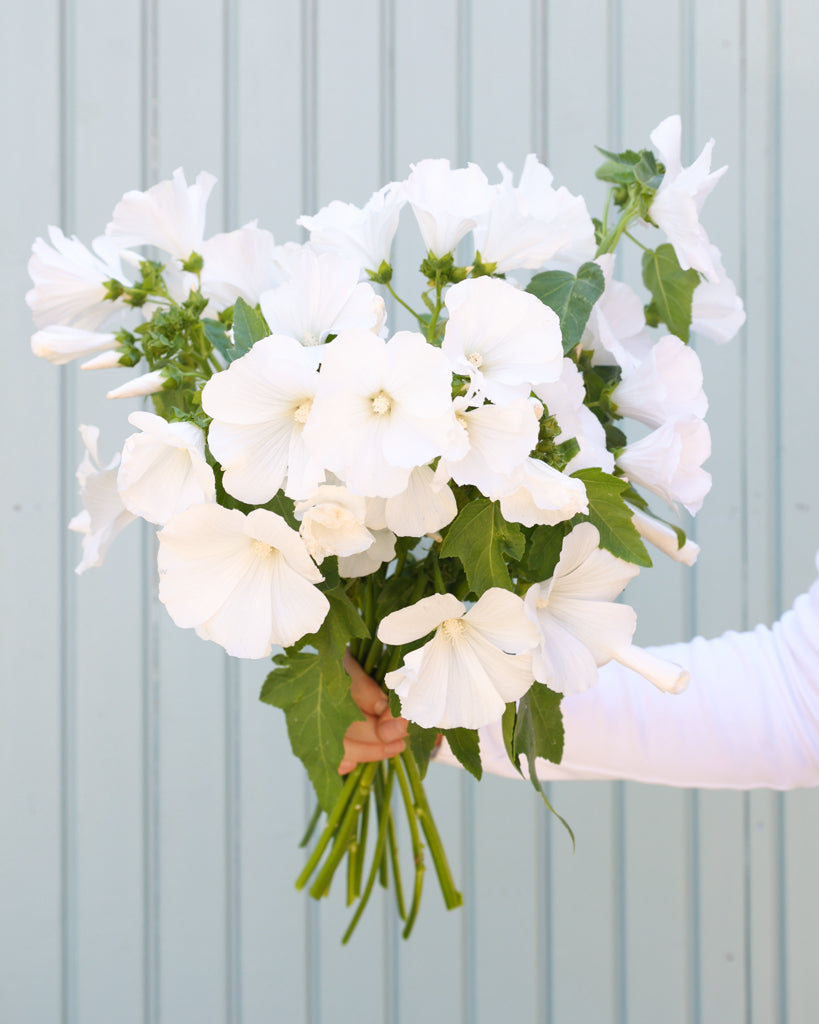 Strauß der Bechermalve White Regis in der Hand gehalten.