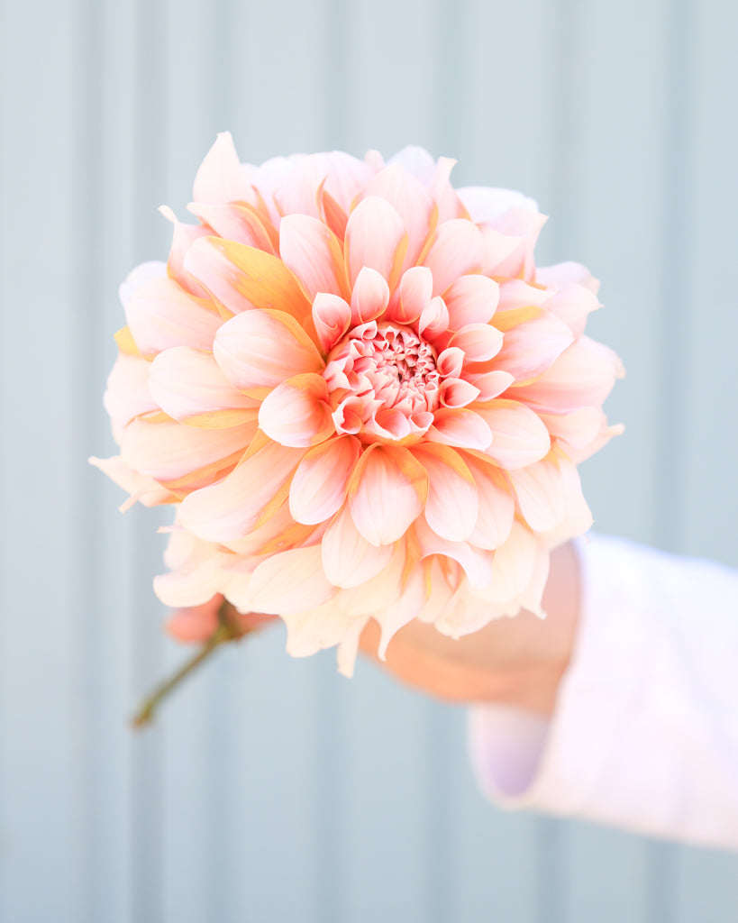 Eine Dahlienblüten der Sorte Lee's Chloe vor einem hellblauen Hintergrund.