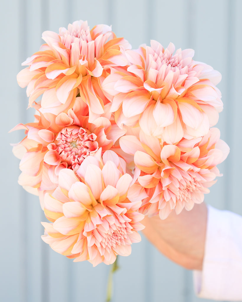 Ein Dahlienstrauß mit Blüten der Sorte Lee's Chloe vor einem hellblauen Hintergrund.
