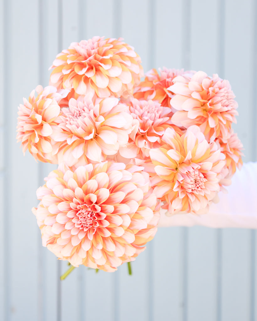 Ein Dahlienstrauß mit Blüten der Sorte Lee's Chloe vor einem hellblauen Hintergrund.