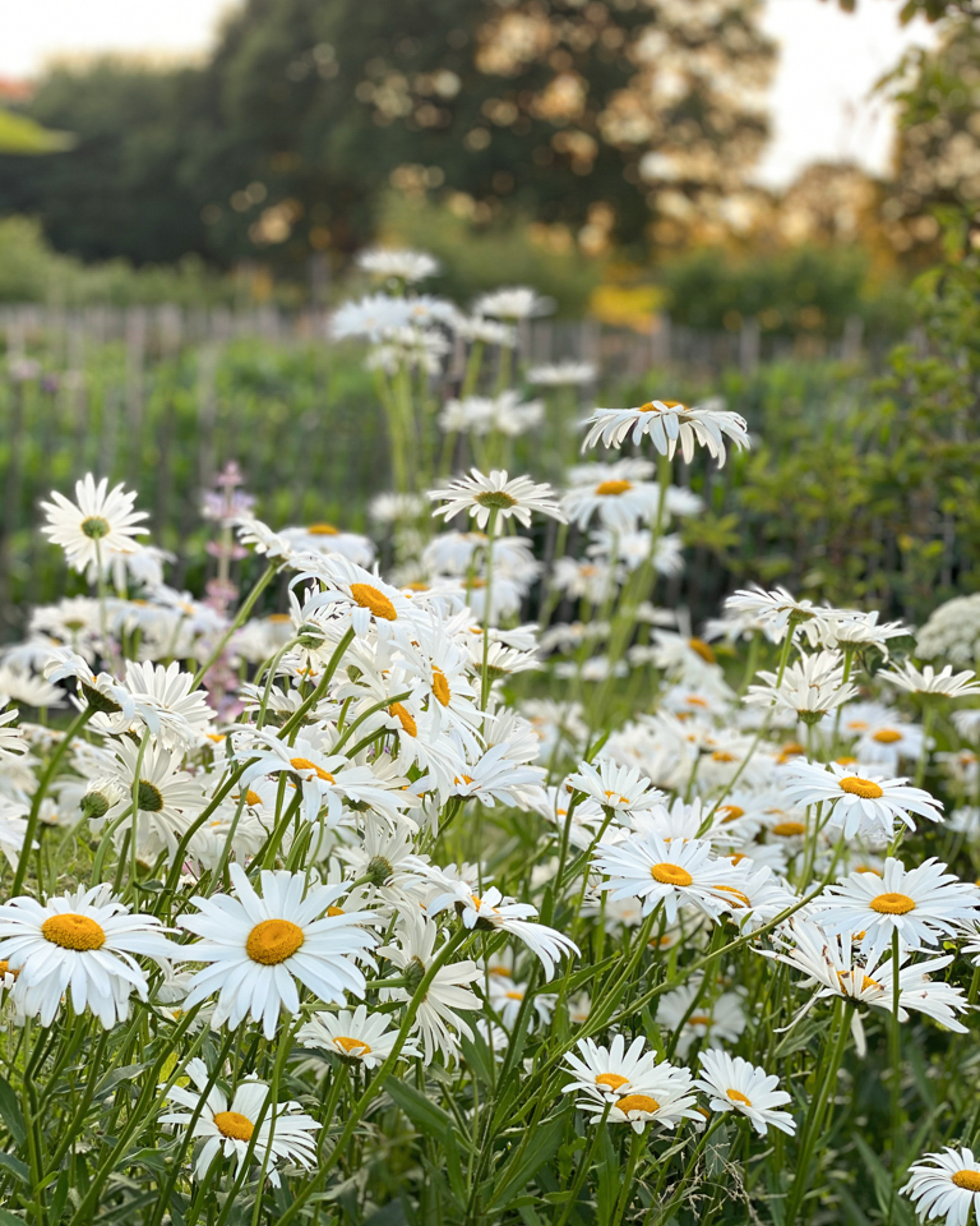 Mehrere Blüten der Garten-Magerite (Leucanthemum maximum ‘Alaska’) blühend im Gartenbeet in strahlendem Weiß mit gelber Mitte.