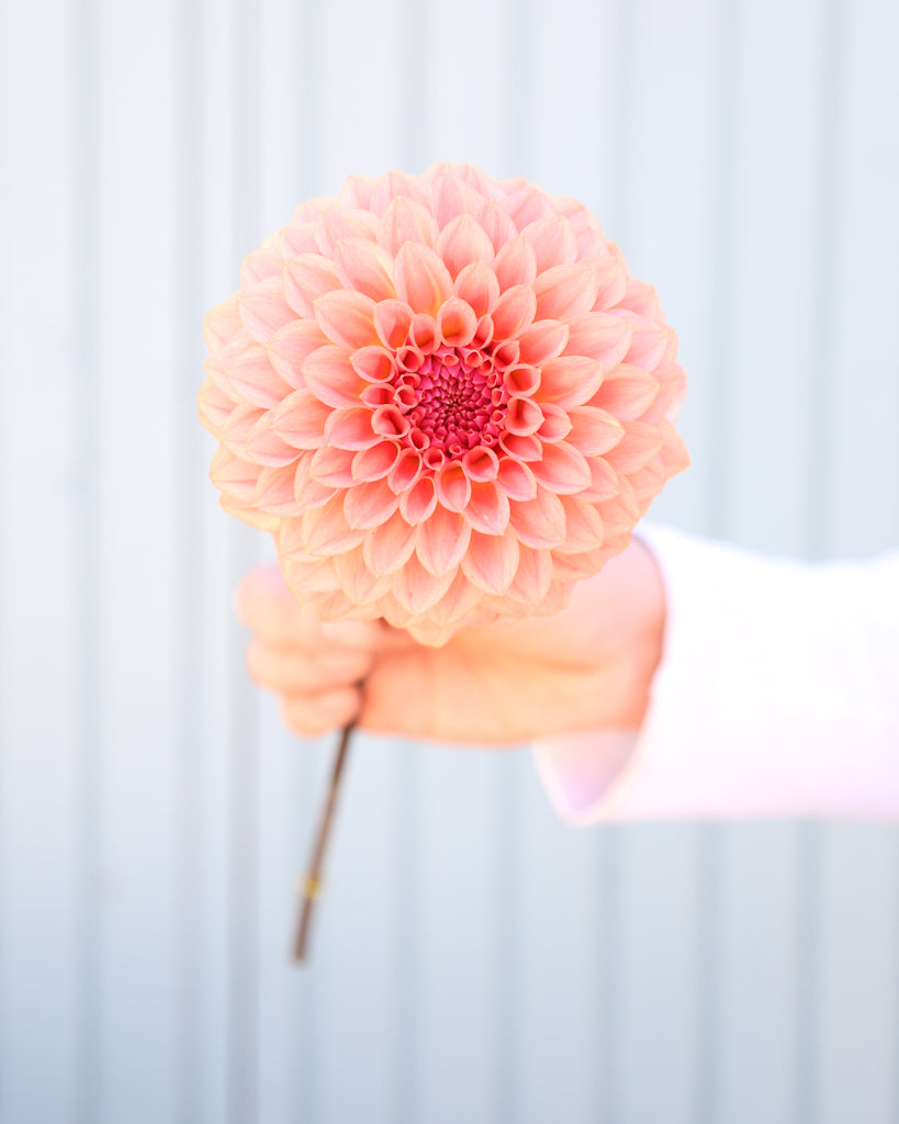 Eine Dahlienblüte der Sorte Levi's Blue Smoke vor einem hellblauen Hintergrund.