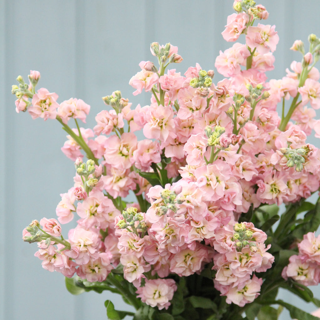 Levkoje - Matthiola incana  'Iron Cherry Blossom'