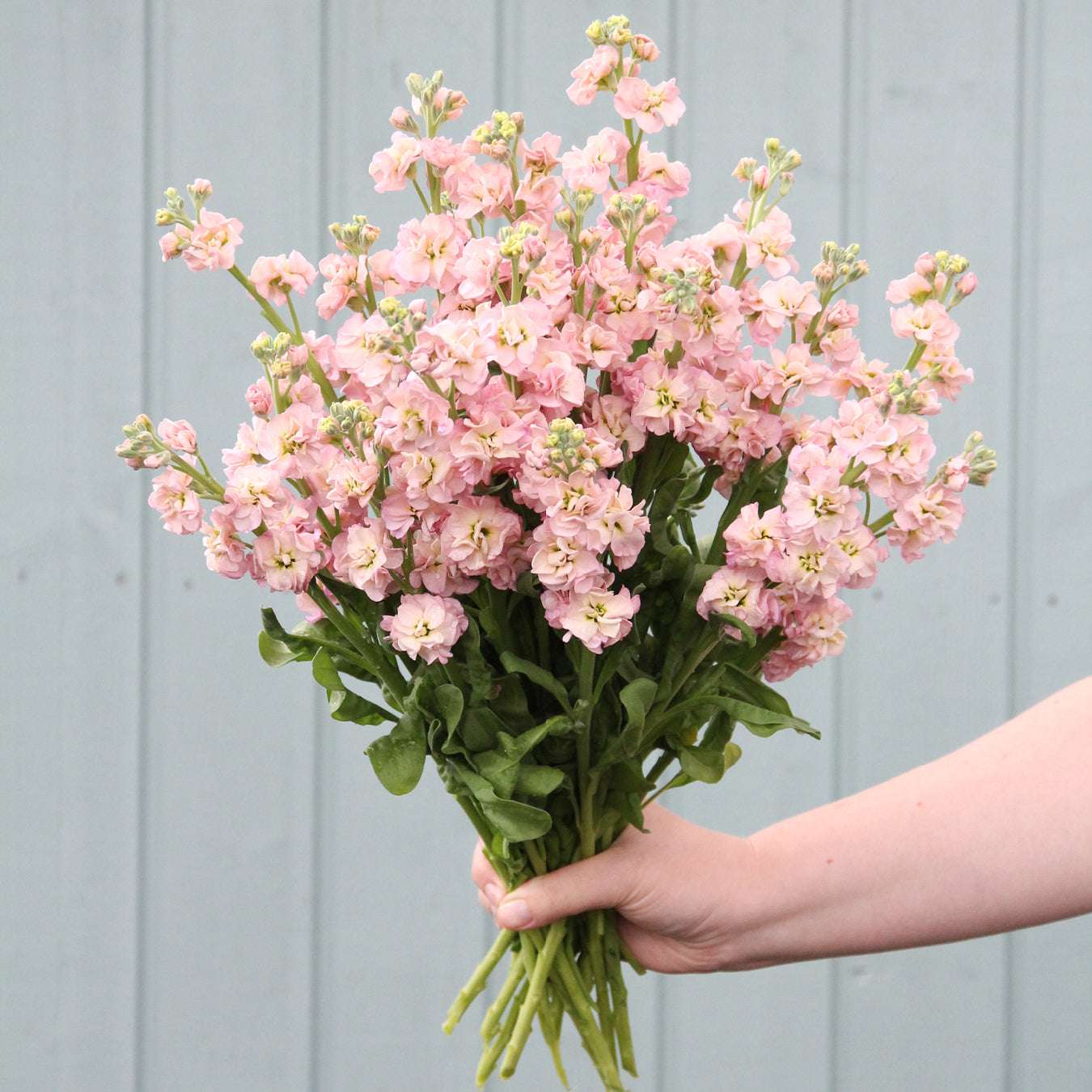 Blueten der Levkoje Matthiola incana 'ICherry Blossom' aus der Gartenzauber-Saatgutserie
