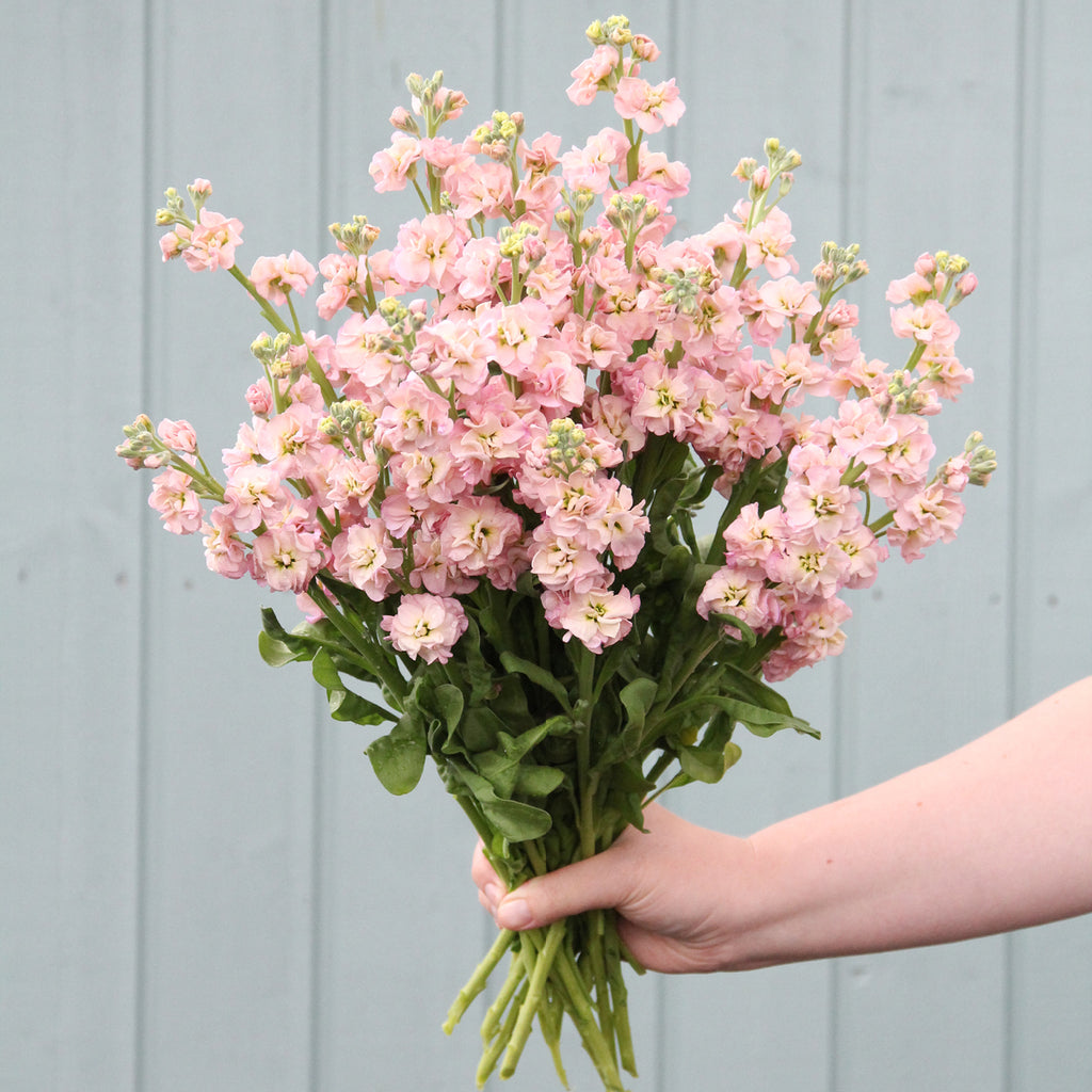 Levkoje - Matthiola incana  'Iron Cherry Blossom'