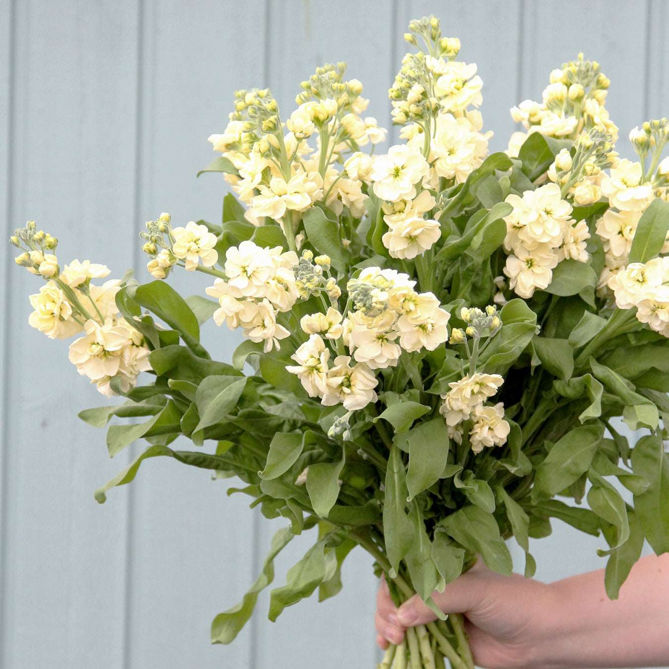 Blueten der Levkoje Matthiola incana 'Iron White' aus der Gartenzauber-Saatgutserie