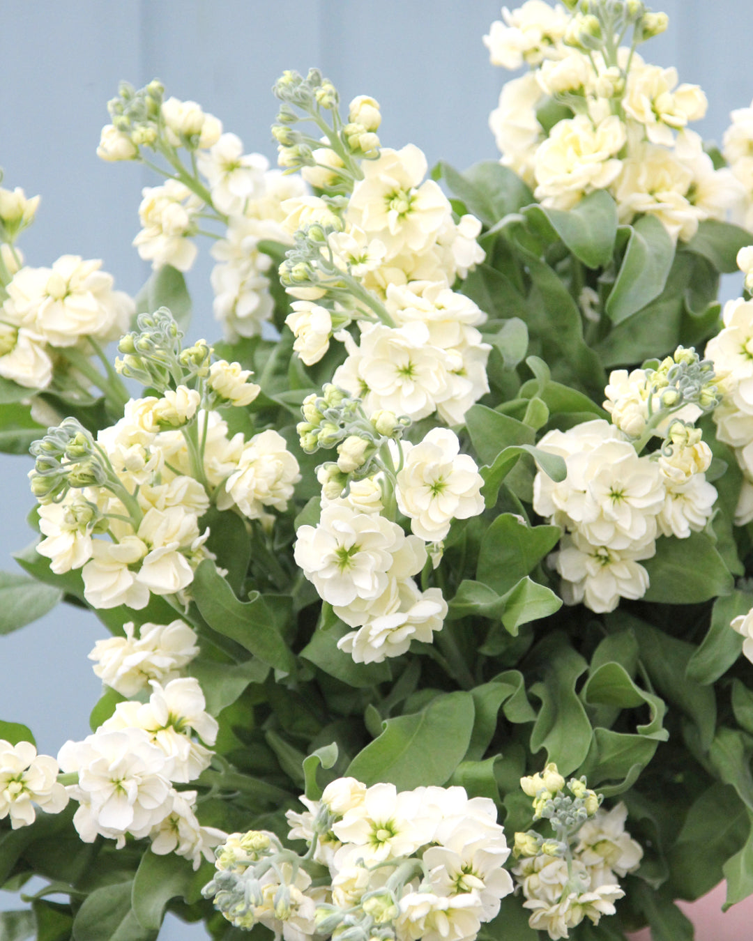 Blueten der Levkoje Matthiola incana 'Iron White' aus der Gartenzauber-Saatgutserie