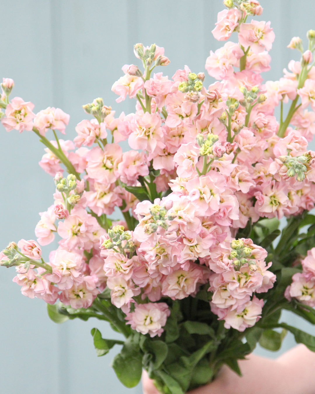 Blueten der Levkoje Matthiola incana 'ICherry Blossom' aus der Gartenzauber-Saatgutserie