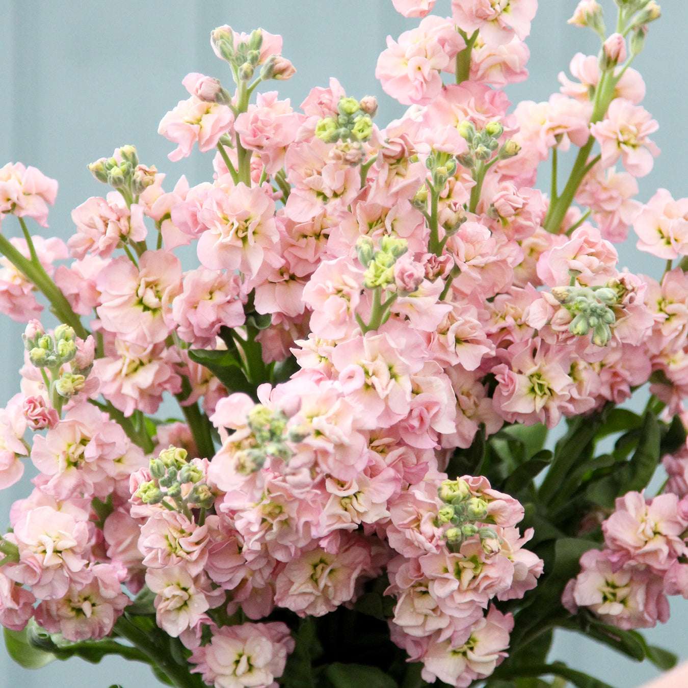 Blueten der Levkoje Matthiola incana 'ICherry Blossom' aus der Gartenzauber-Saatgutserie