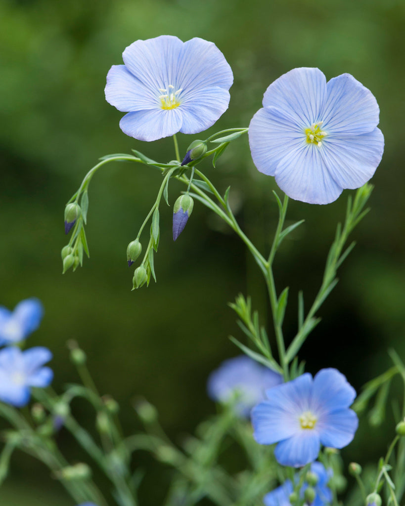 Mehrere zarte, himmelblaue Blüten des Stauden-Leins (Linum perenne) blühend im Gartenbeet.