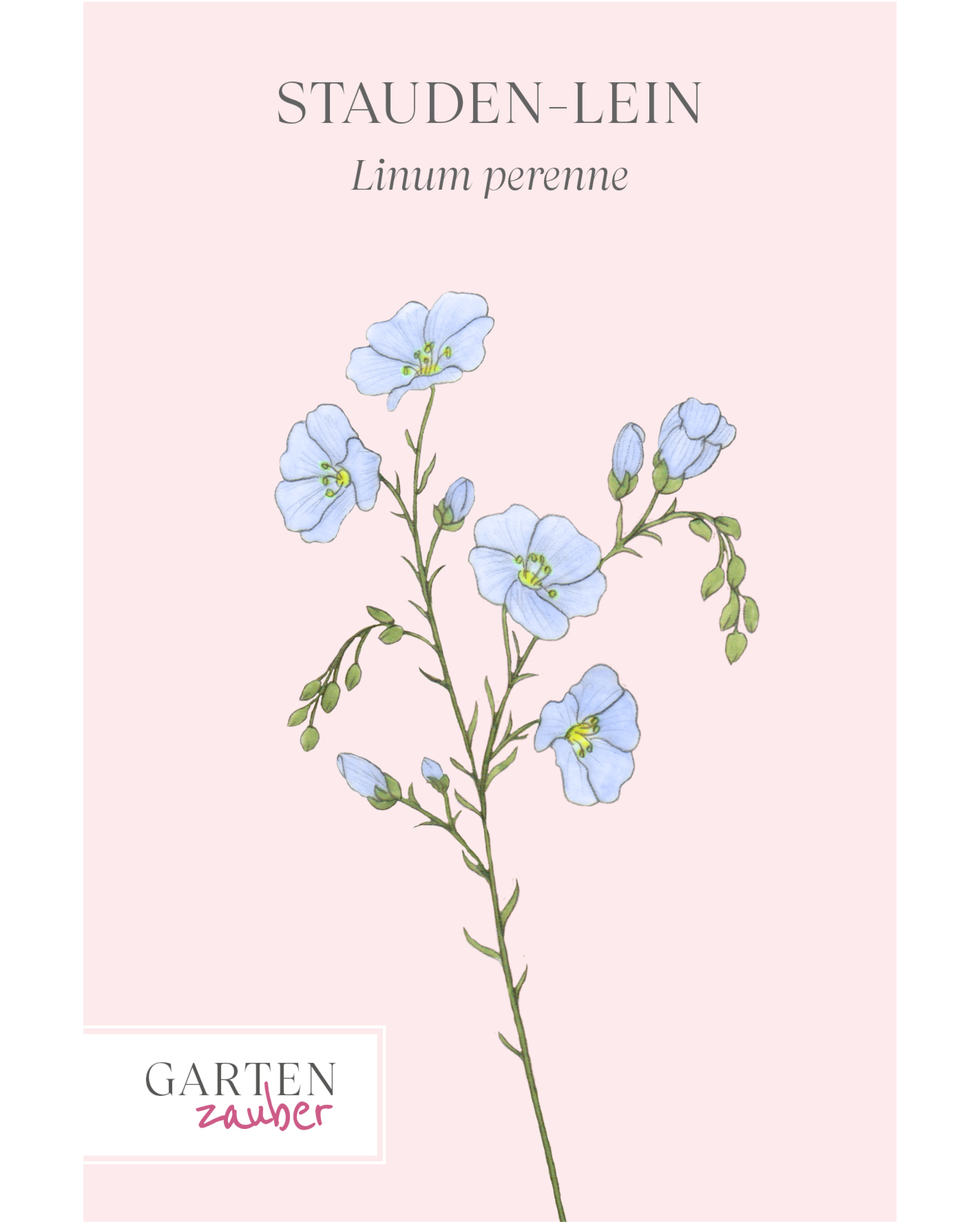 Vorderseite der Saatguttüte Stauden-Lein – Linum perenne mit handgezeichneter Illustration der zarten, himmelblauen Blüten aus der Gartenzauber-Saatgutserie.