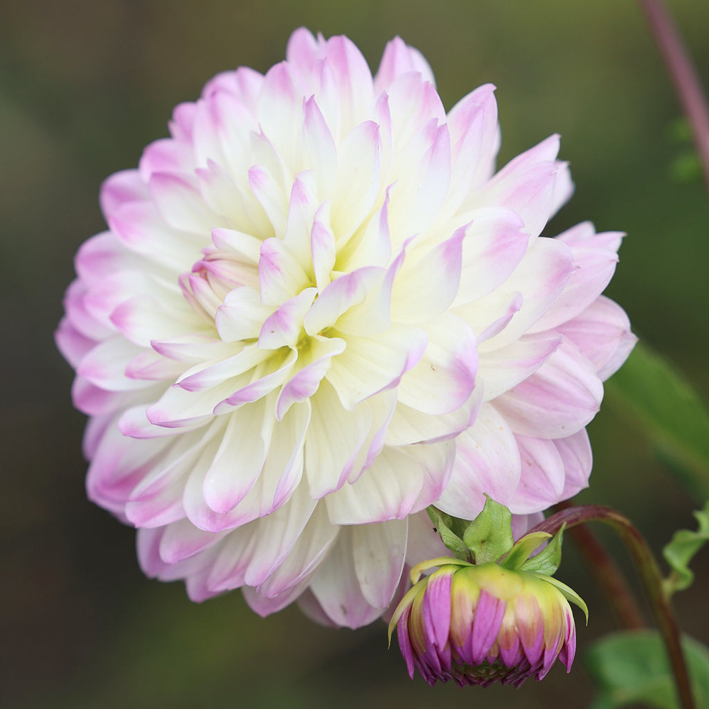 Dahlia Lisa