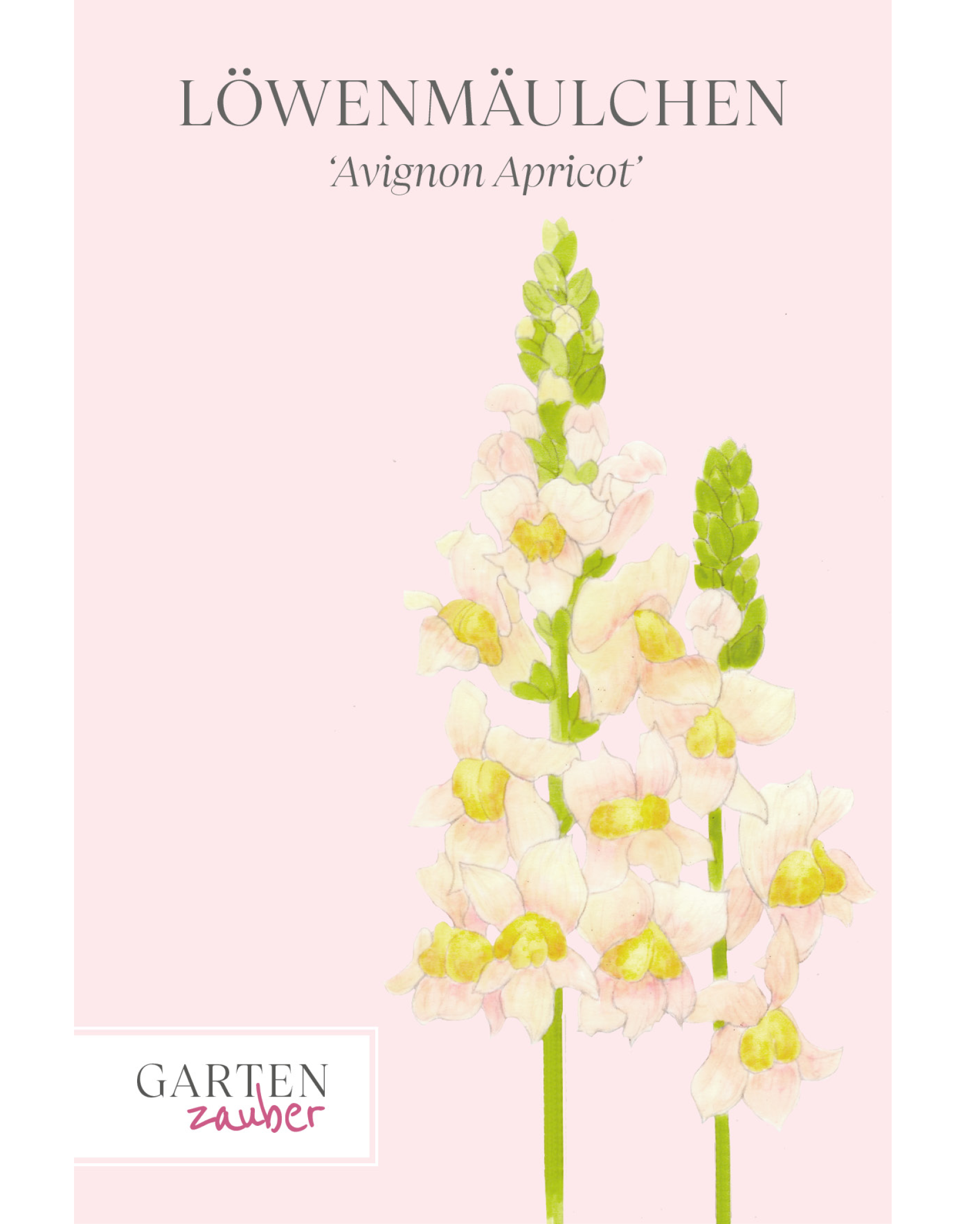 Vorderansicht Saatguttuete Loewenmaeulchen Antirrhinum majus F1‘Avignon Apricot' aus der Gartenzauber-Saatgutserie