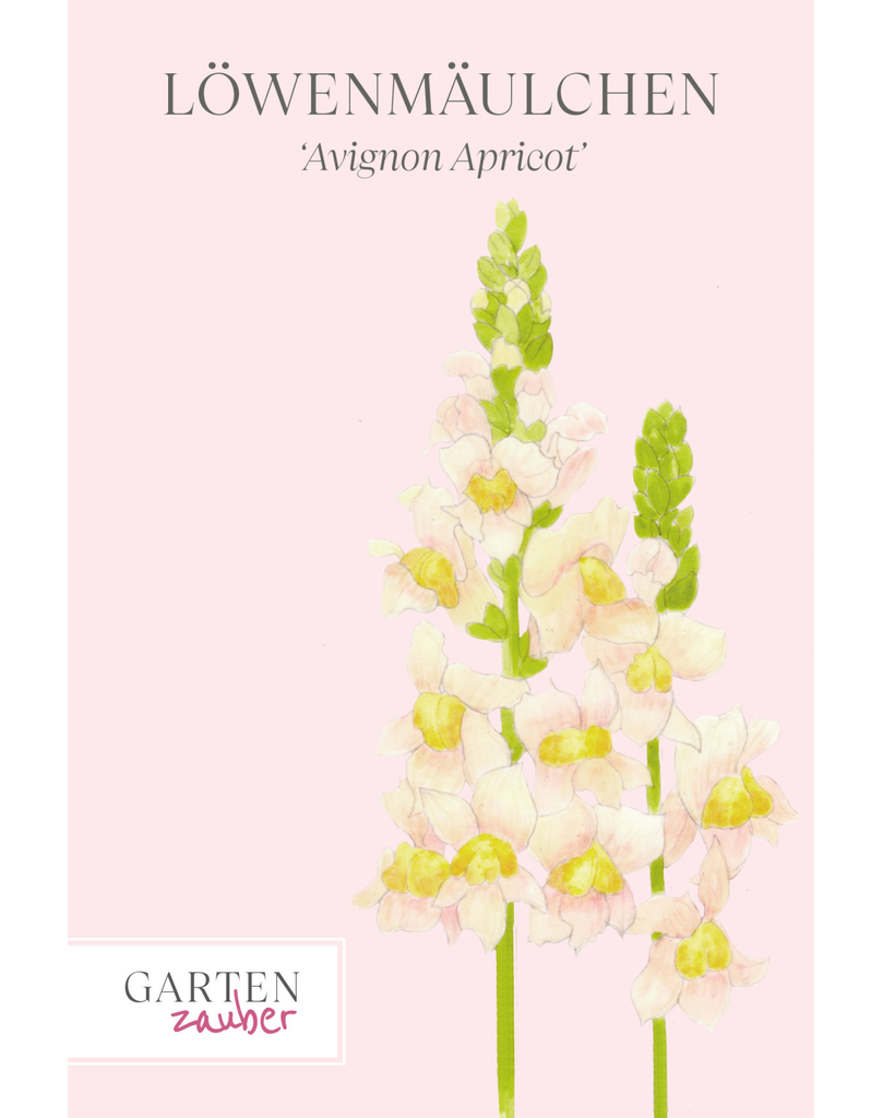 Vorderansicht Saatguttuete Loewenmaeulchen Antirrhinum majus F1‘Avignon Apricot' aus der Gartenzauber-Saatgutserie