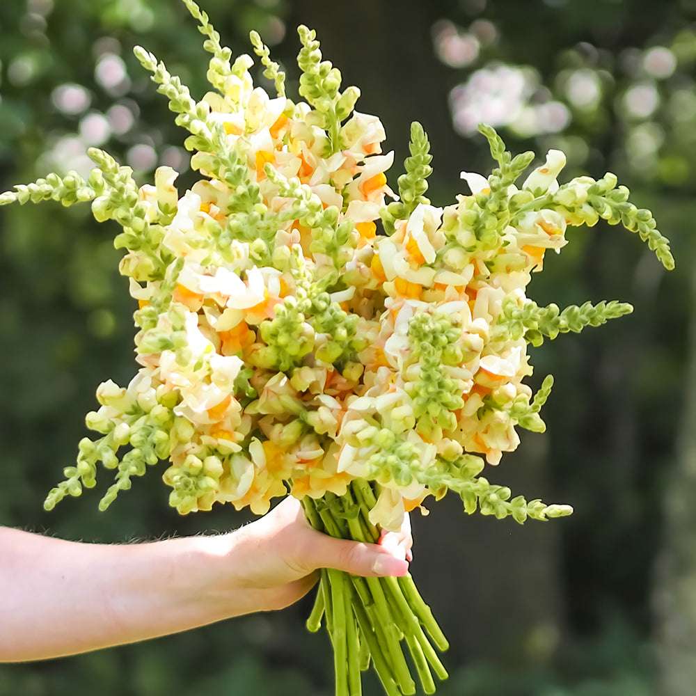 Bluehende Pflanze Loewenmaeulchen  Antirrhinum majus F1‘Avignon Apricot‘ aus der Gartenzauber-Saatgutserie als Strauß