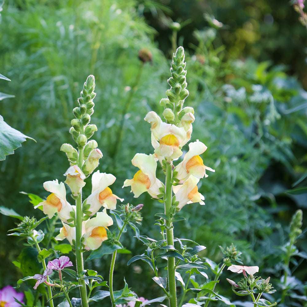 Bluehende Pflanze Loewenmaeulchen  Antirrhinum majus F1‘Avignon Apricot‘ aus der Gartenzauber-Saatgutserie
