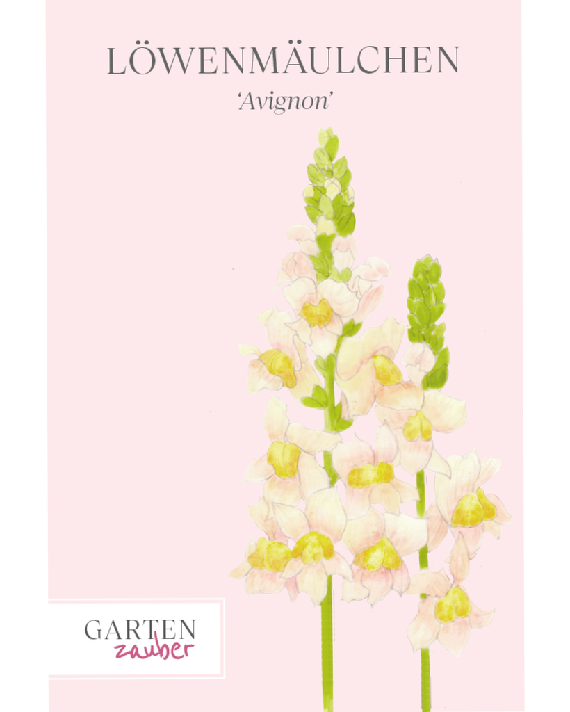 Vorderansicht Saatguttuete Loewenmaeulchen  Antirrhinum majus F1‘Avignon' aus der Gartenzauber-Saatgutserie