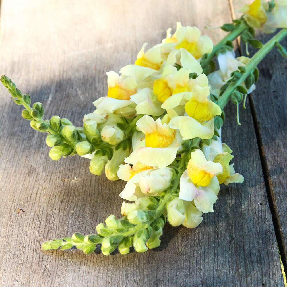 Bluehende Pflanze Loewenmaeulchen  Antirrhinum majus F1‘Costa Apricot‘ aus der Gartenzauber-Saatgutserie