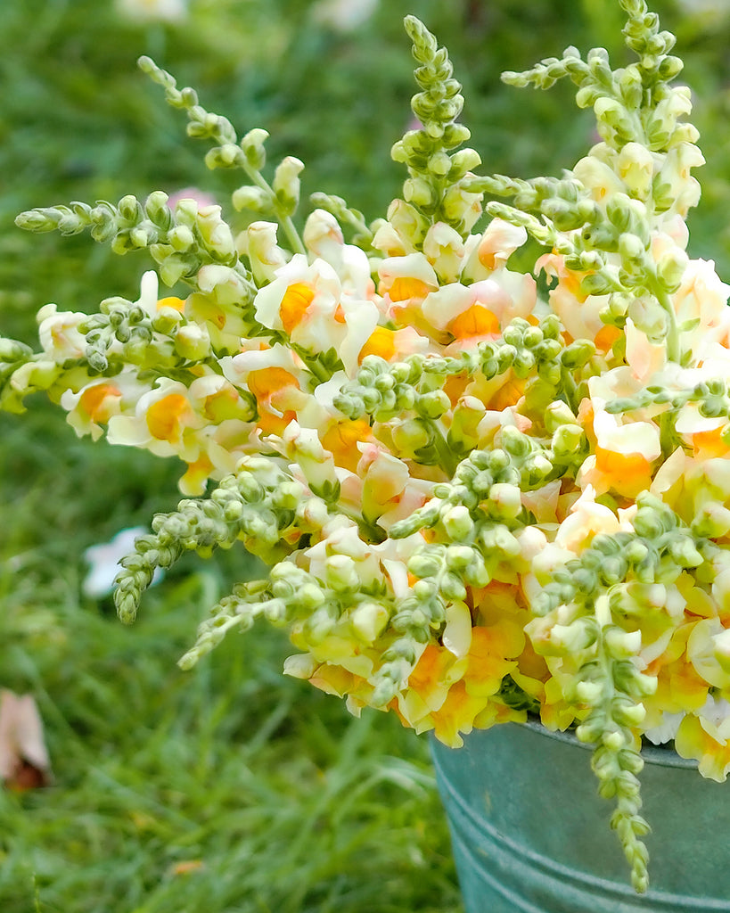 Bluehende Pflanze Loewenmaeulchen  Antirrhinum majus F1‘Costa Apricot‘ aus der Gartenzauber-Saatgutserie